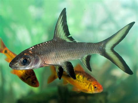 Bala Shark Fish Species Profile .